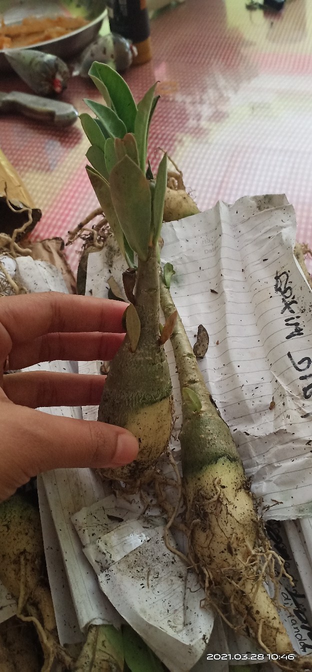 Bibit Bunga Kamboja Adenium Golden Faith