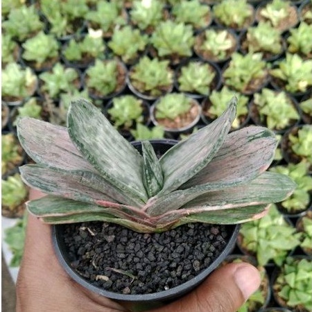 kaktus sukulen// gasteria marmorata varigata putih/silver