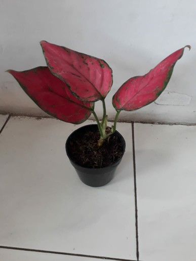 Tanaman Hias Aglonema Red Anja / Red Anjamani / Red Aglonema