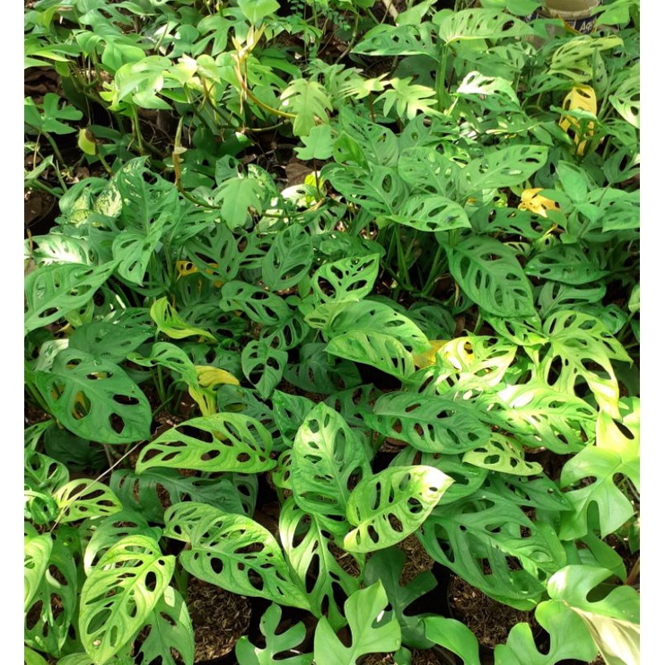 monstera acuminata janda bolong