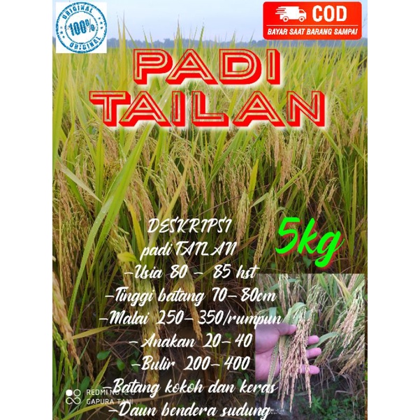 benih padi unggul TAILAN umur pendek 80 hst 5 kg tahan roboh
