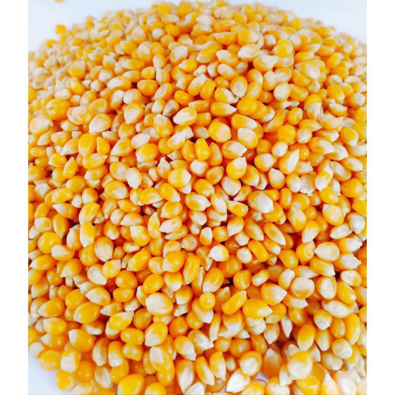 

Jagung Popcorn Mentah Repack 250gr