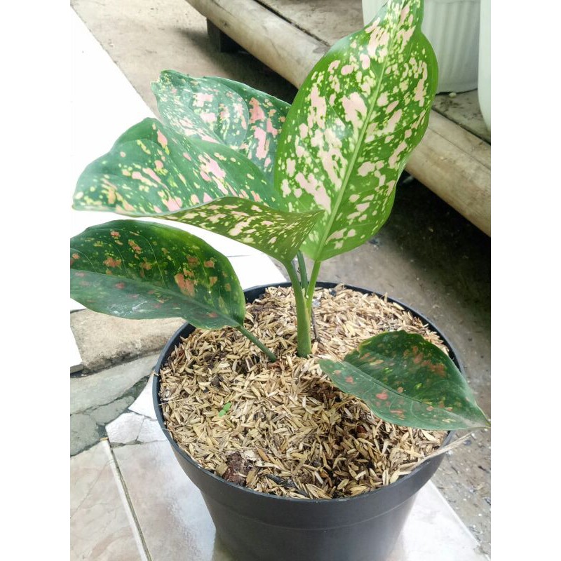 Tanaman hias aglonema ruby-pohon aglonema ruby-aglonema ruby-tanaman aglonema ruby-hias cantik