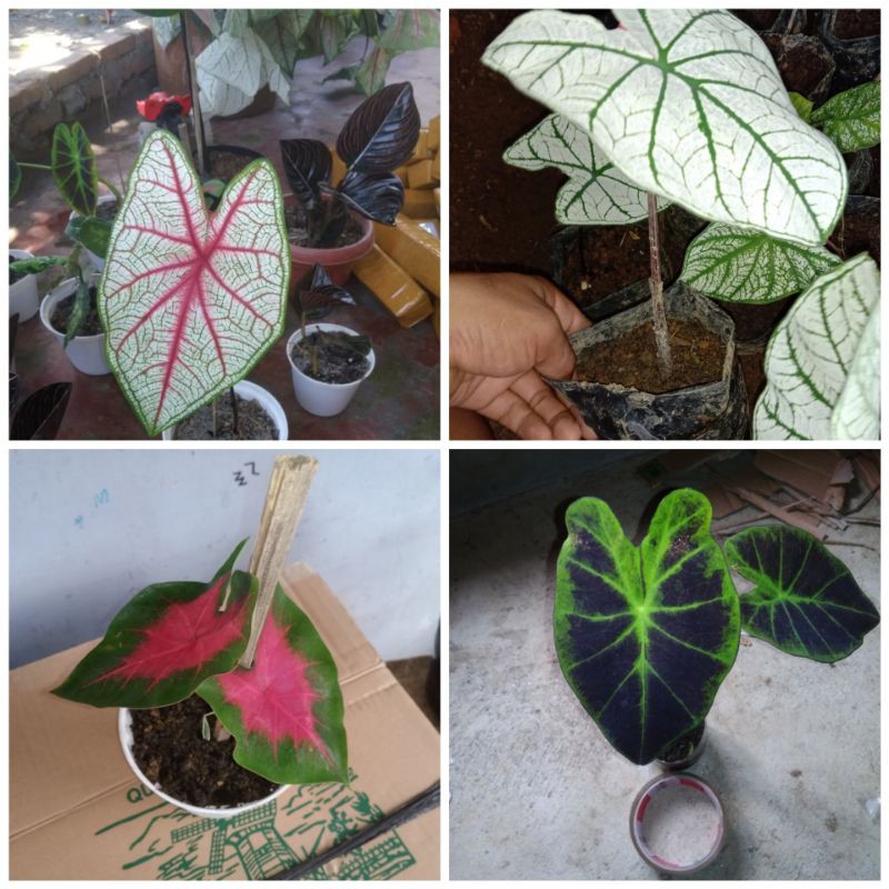 paket tanam hias keladi cantik