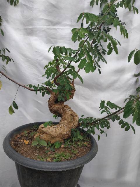 Bonsai Ileng Ileng Contoh Bonsai