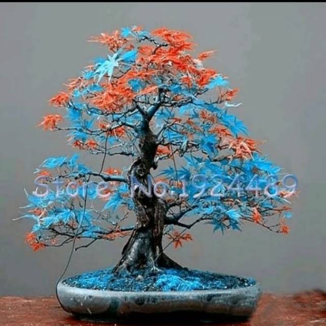 Biji Pohon Japanese Maple Biru Merah