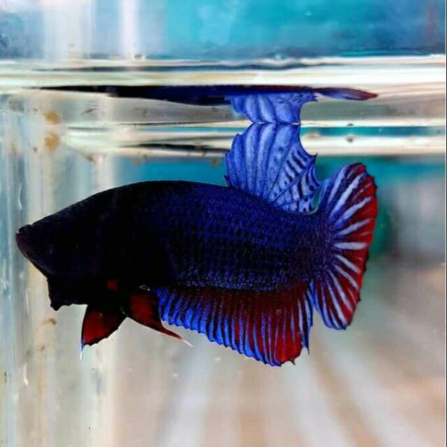 Lokal super / cupang adu / ikan fighter