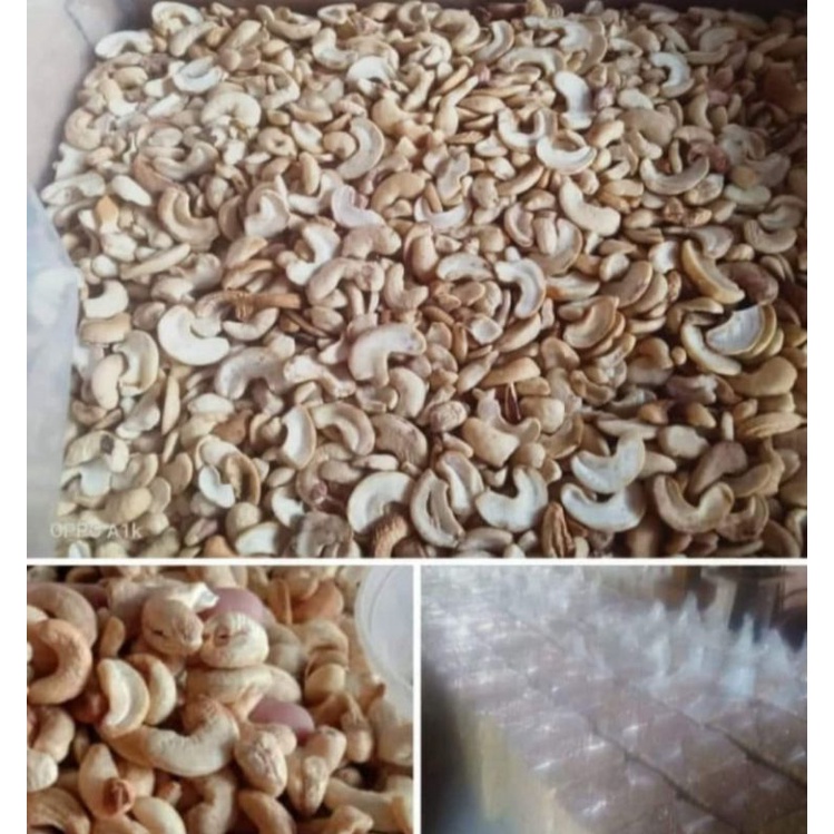 

kacang mede sulawesi