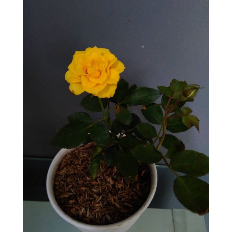 BUNGA ROSE MAWAR SUPER GRADE (WARNA KUNING) | TERMURAH