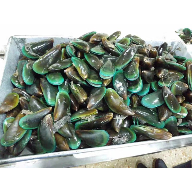 

KERANG HIJAU