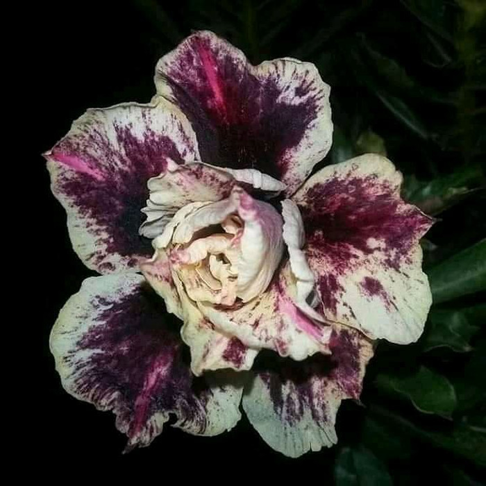 

Bibit Adenium Kemboja Jepang-Bunga Tumpuk purplelady