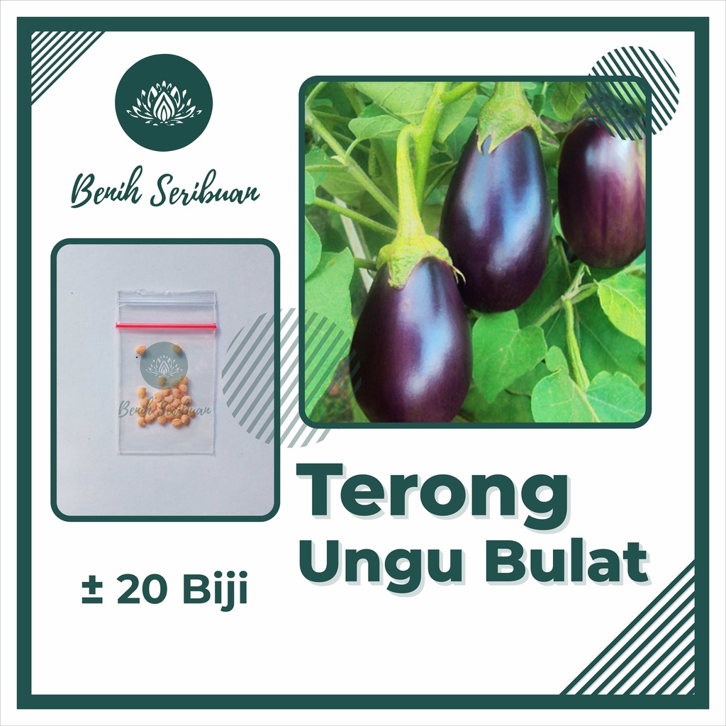 BS-BYL Bibit Sayuran Benih Sayur Buah Hibrida Unggul Buncis Cabe Rawit Bawang Jagung Kacang Lobak Pare Oyong Timun Terong Tomat Wortel dll-TERONG UNGU BULAT