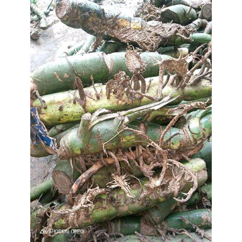 Stek duda bolong termurah