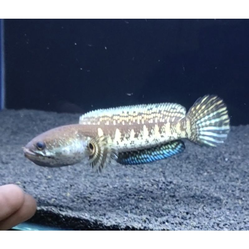 chana auranti size -+15cm stok ada 1