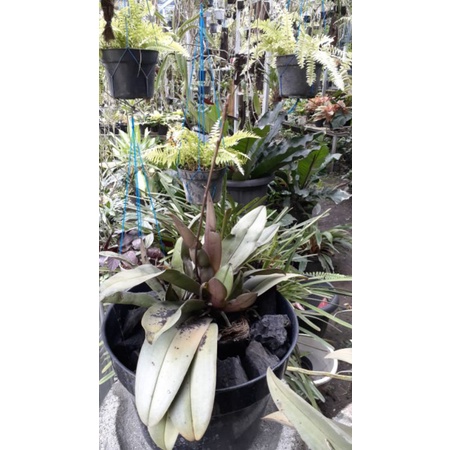 ANGGREK DORITIS RIMBUNAN, PLANT BANYAK