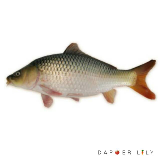 

Ikan mas 4-6 ekor