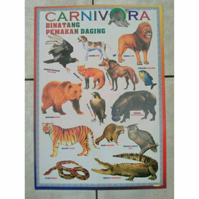 Hewan Pemakan Daging Shopee Indonesia