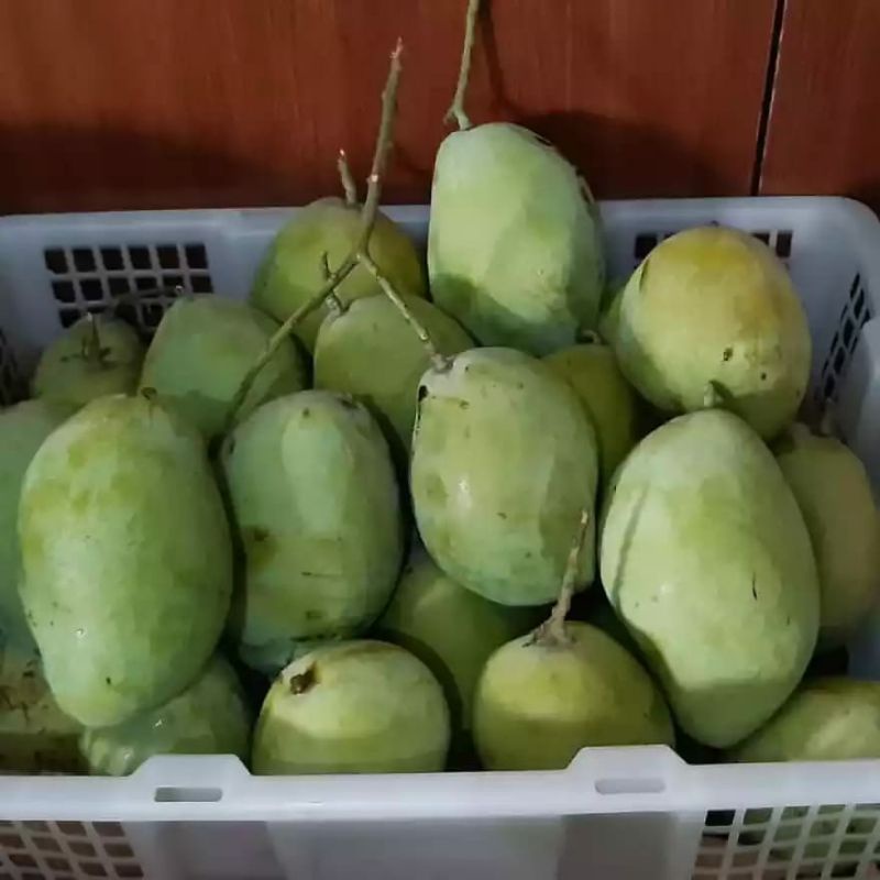 Buah mangga indramayu matang 1 kg