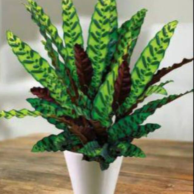  Tanaman  hias calathea lancifolia Pohon meranti ekor  