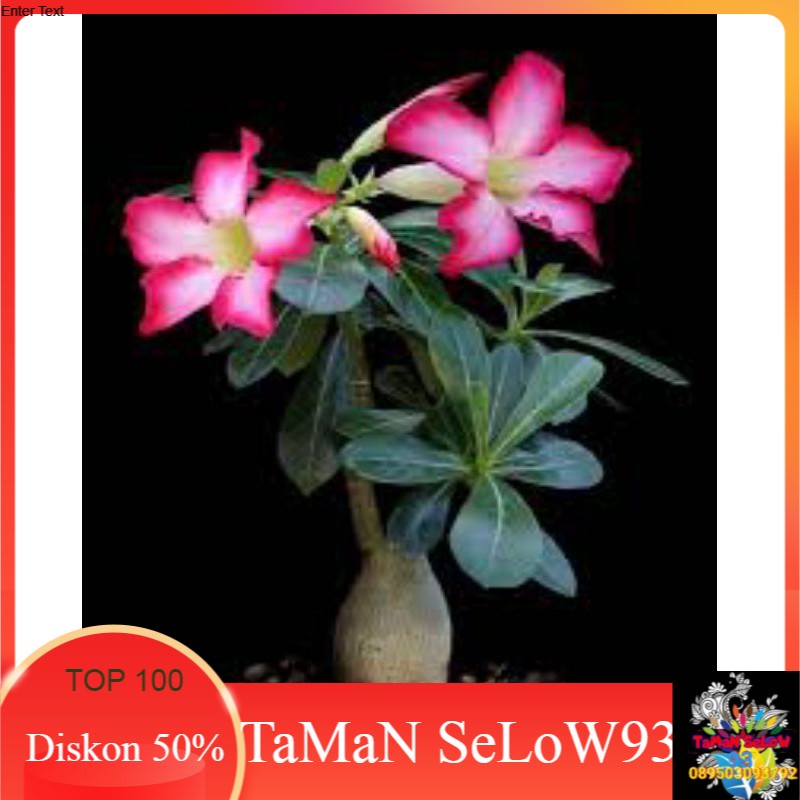 tanaman hias murah bibit adenium/kamboja jepang bunga pink tinggi 25-35cm