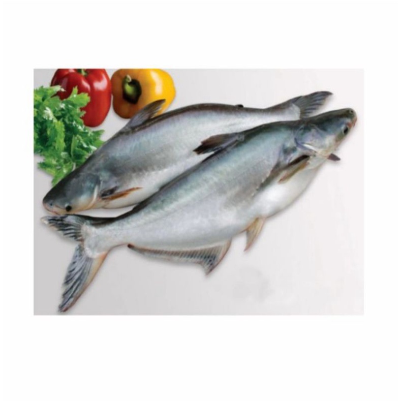 

Ikan patin segar
