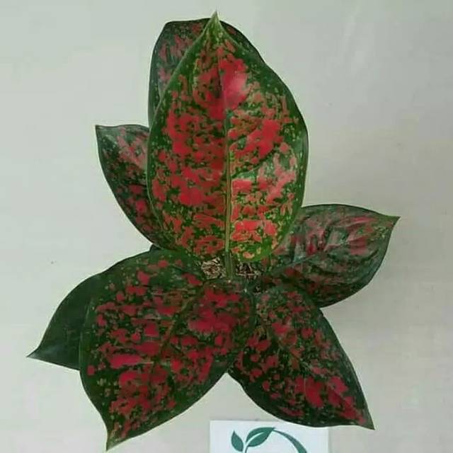 Tanaman Hias Aglonema Red Spider -SA