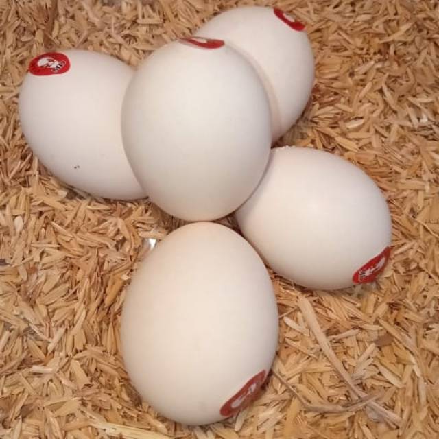 

Telor ayam kampung omega