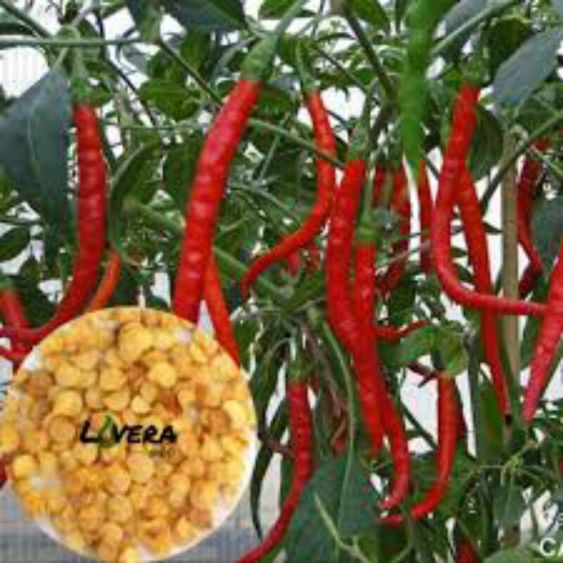 bibit cabe merah keriting unggul benih cabe merah keriting siap tanam