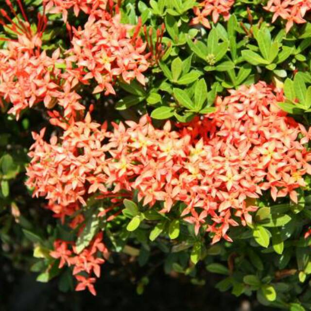 Ixora Williamsi