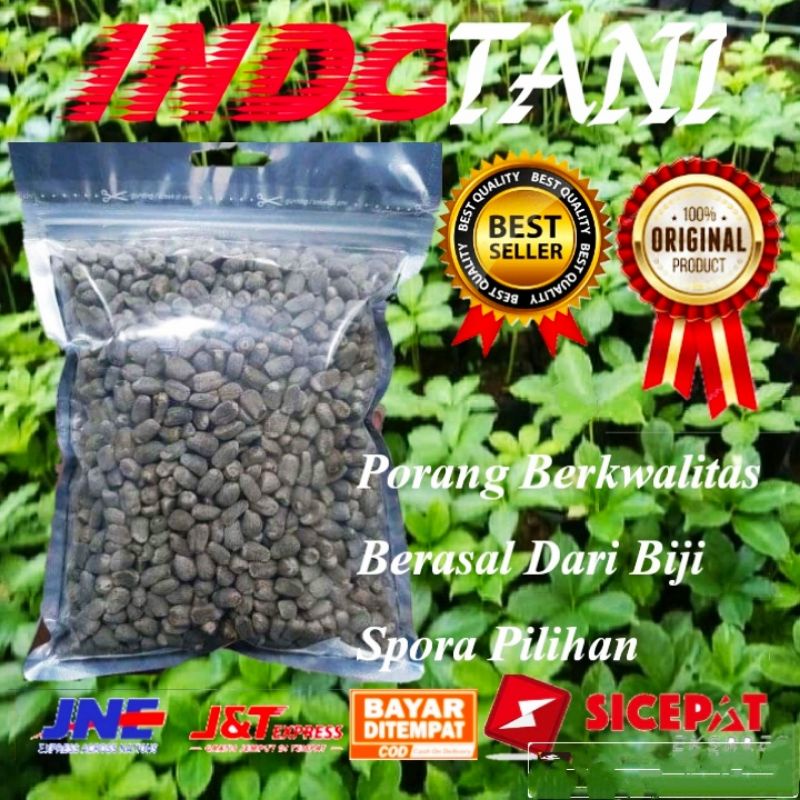 bibit biji bunga Spora porang / biji tongkol porang / bunga spora Berkwalitas netto 500 gram
