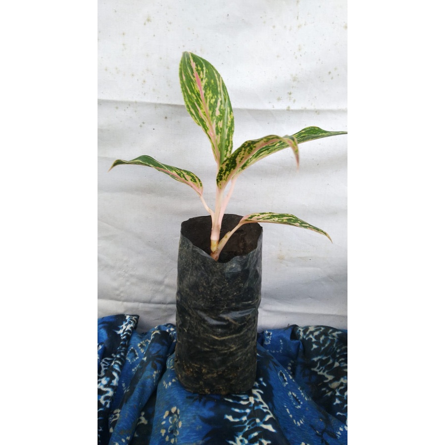 Bibit Anakan Aglaonema Butterfly