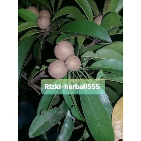 

pentil sawo segar per 1kg