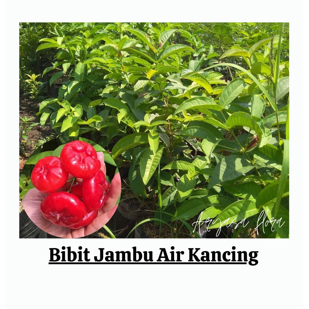 Bibit Jambu Air Kancing Okulasi/Tanaman Jambu Air Kancing Okulasi
