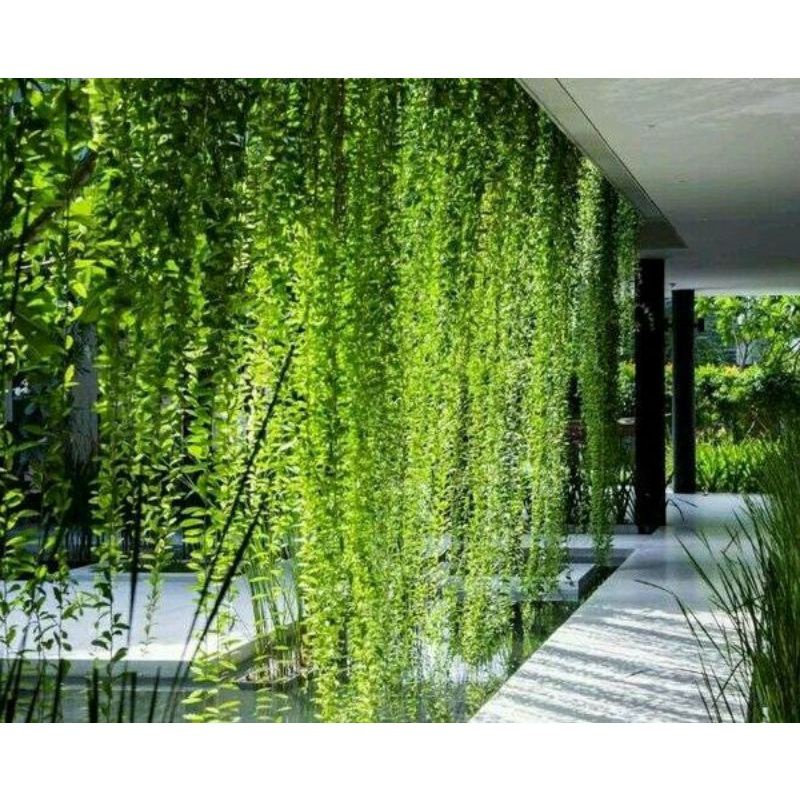 Jivara56 Paket + Pot, Lee Kwan Yew 5 Polybag Panjang 50-60 Cm, + Pot Panjang Hitam 50 Cm, Putih