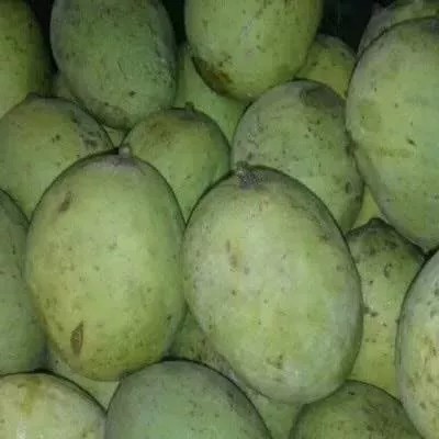 

mangga kweni