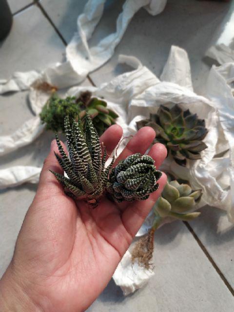 Sukulen Murah Dan Hemat Dengan Berbagai Macam Variant Sudah Termasuk Pot 10cm
