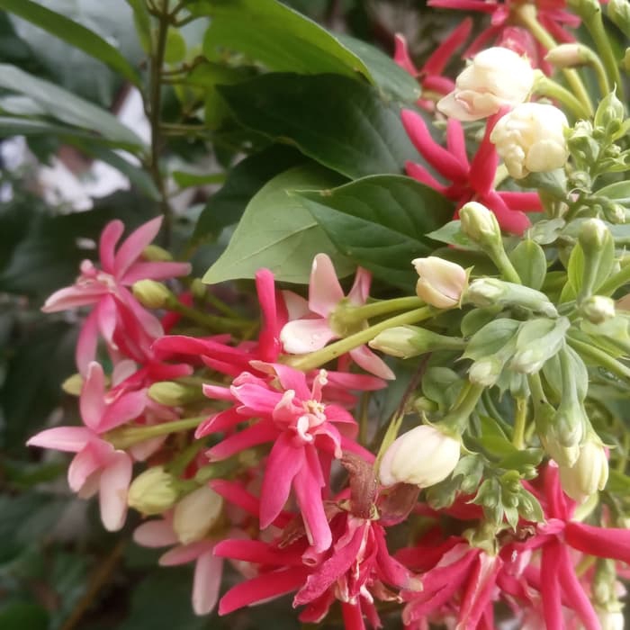 tanaman hias melati belanda - bibit melati belanda