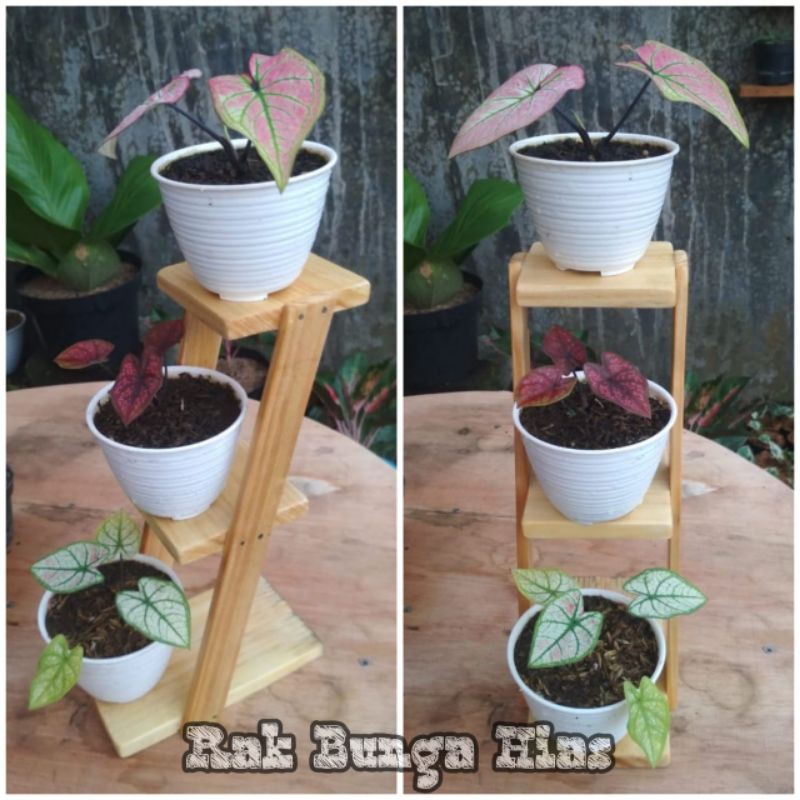 rak susun rak kaktus kayu rak bunga hias Shopee Indonesia rak susun rak kaktus kayu rak bunga hias Shopee Indonesia