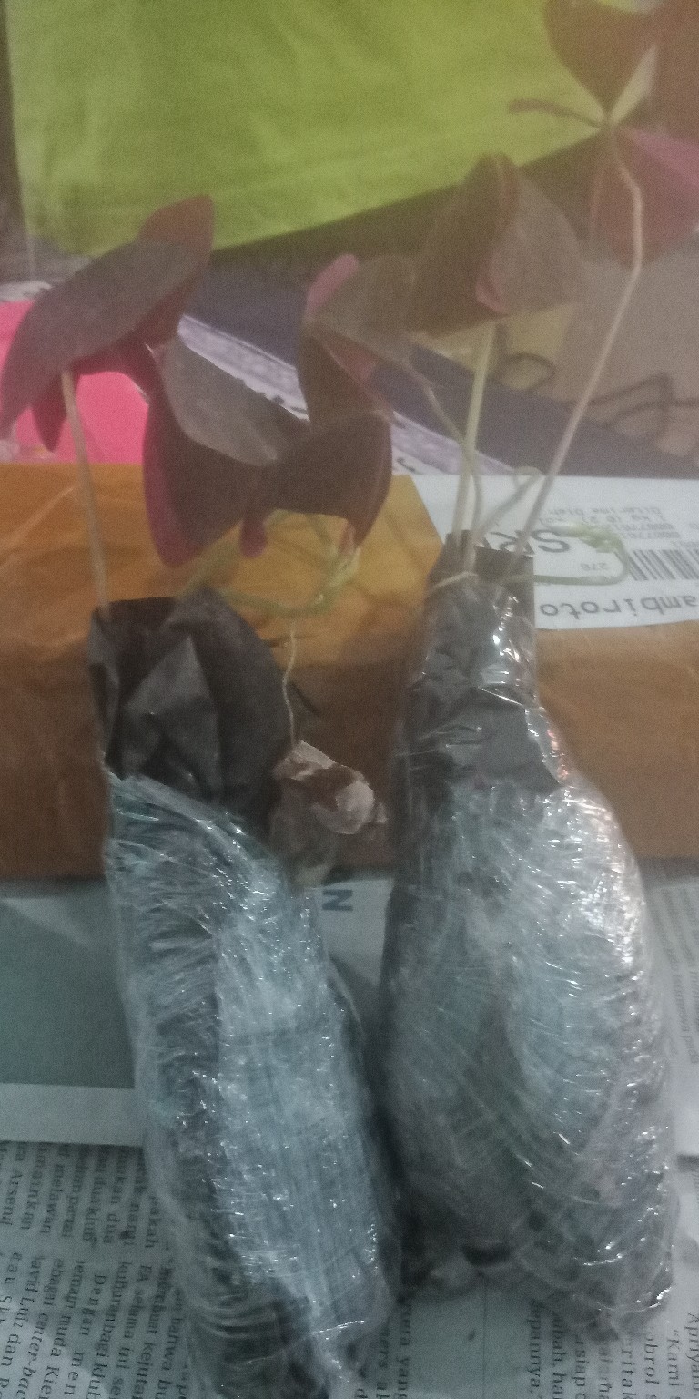 Tanaman Hias Gantung Kupu Kupu - Oxalis Triangularis