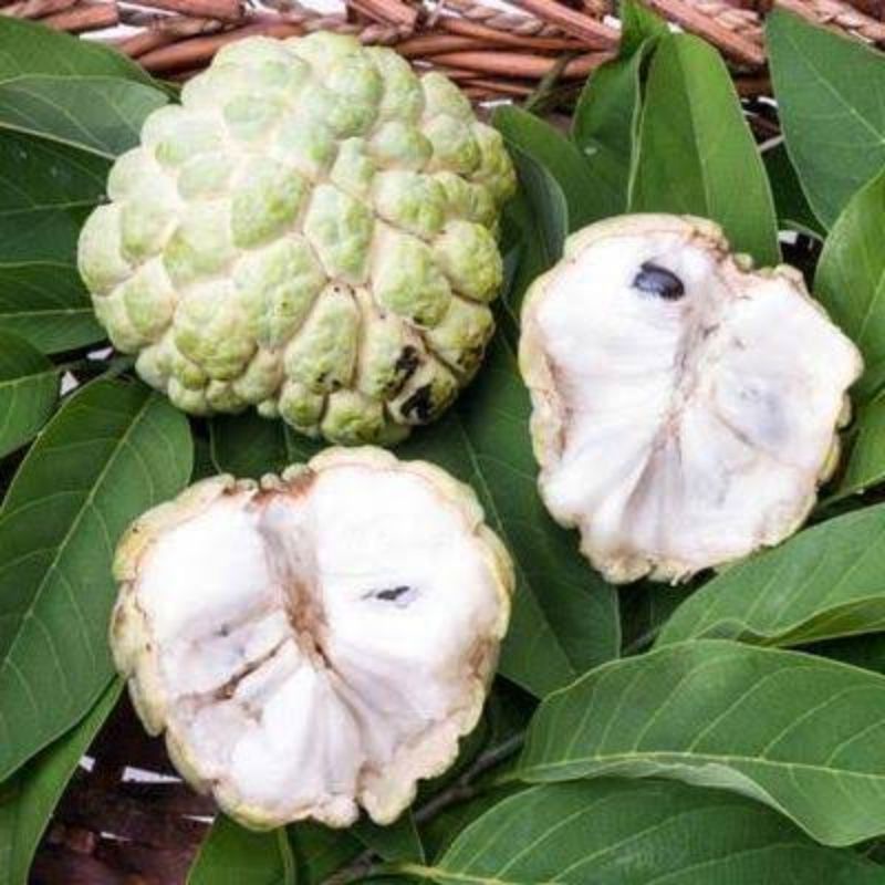 

Buah Srikaya termurah 500 gram