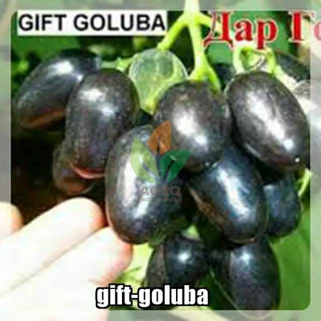 Bibit anggur import jenis gift goluba