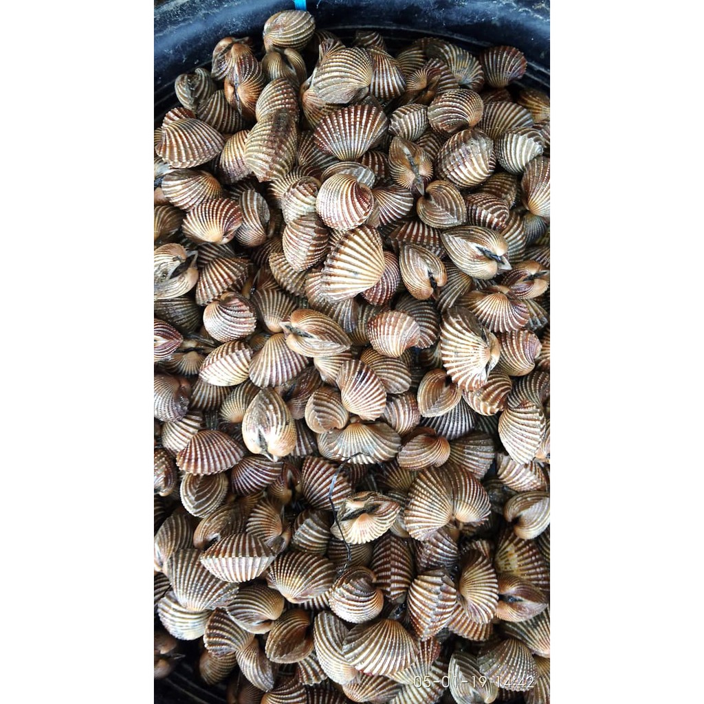 

Kerang Dara Segar 1000 Gram