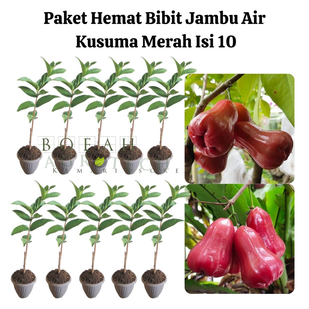 Paket Hemat Bibit Jambu Air Kusuma Merah Okulasi Isi 10 Bonus Bibit Strawberry+Polibag