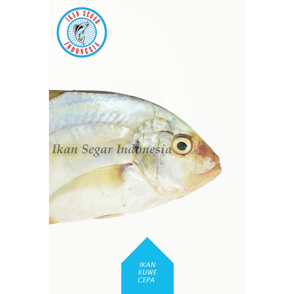 

IKAN KWE CEPA (GEPENG)/ 2-4 pcs / 900-1000 gr