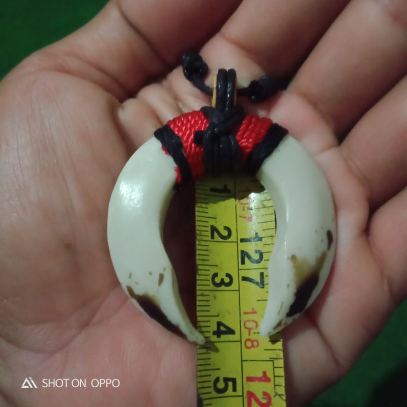 kalung taring babi sepasang mini/replika