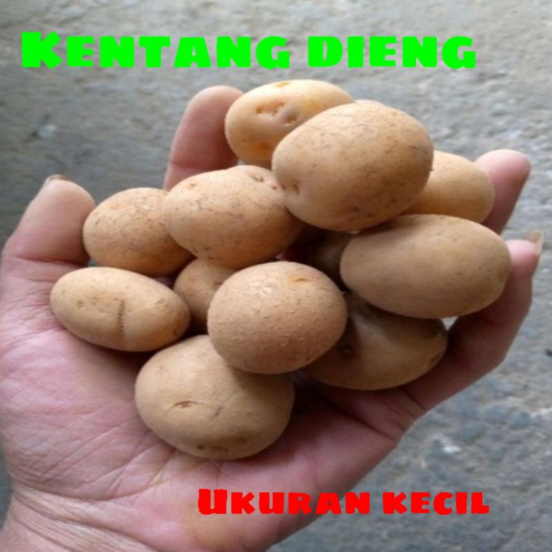 

Kentang dieng