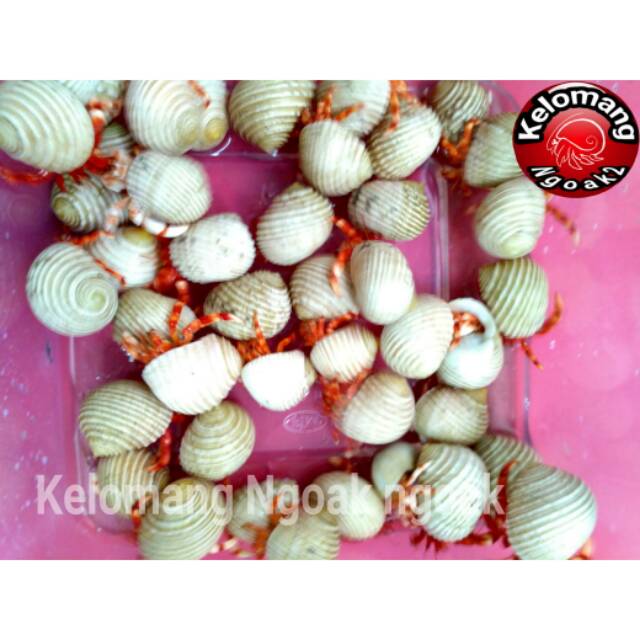Kelomang Strawberry size XS  Rp.2.000/ekor