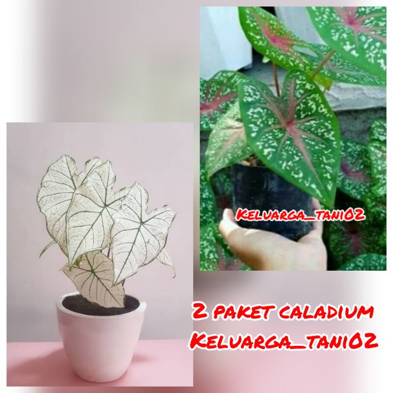 2 Paket Murah Caladium Red Star dan Caladium white