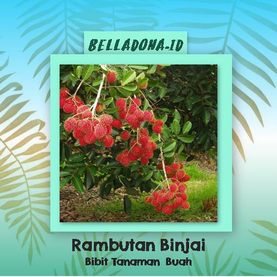 

Bibit Tanaman Buah Rambutan Binjai 60cm