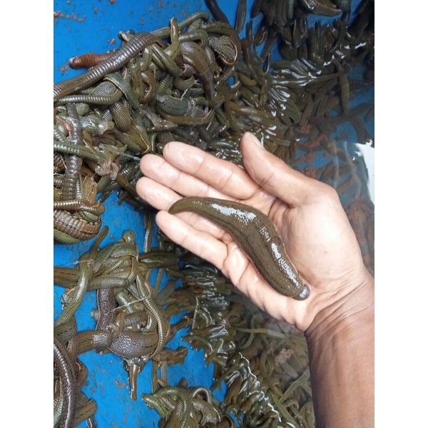 lintah terapi ukuran jumbo sesuay poto